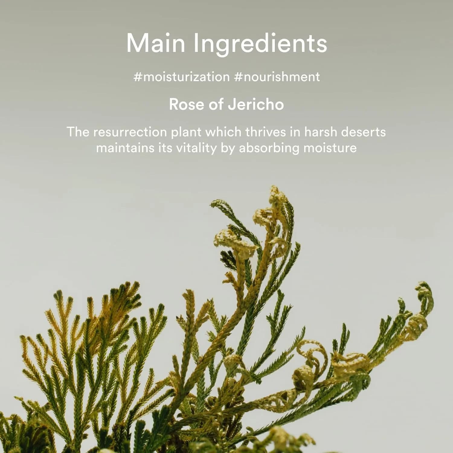 Collagen Eye Crème Jericho Rose Tube 5